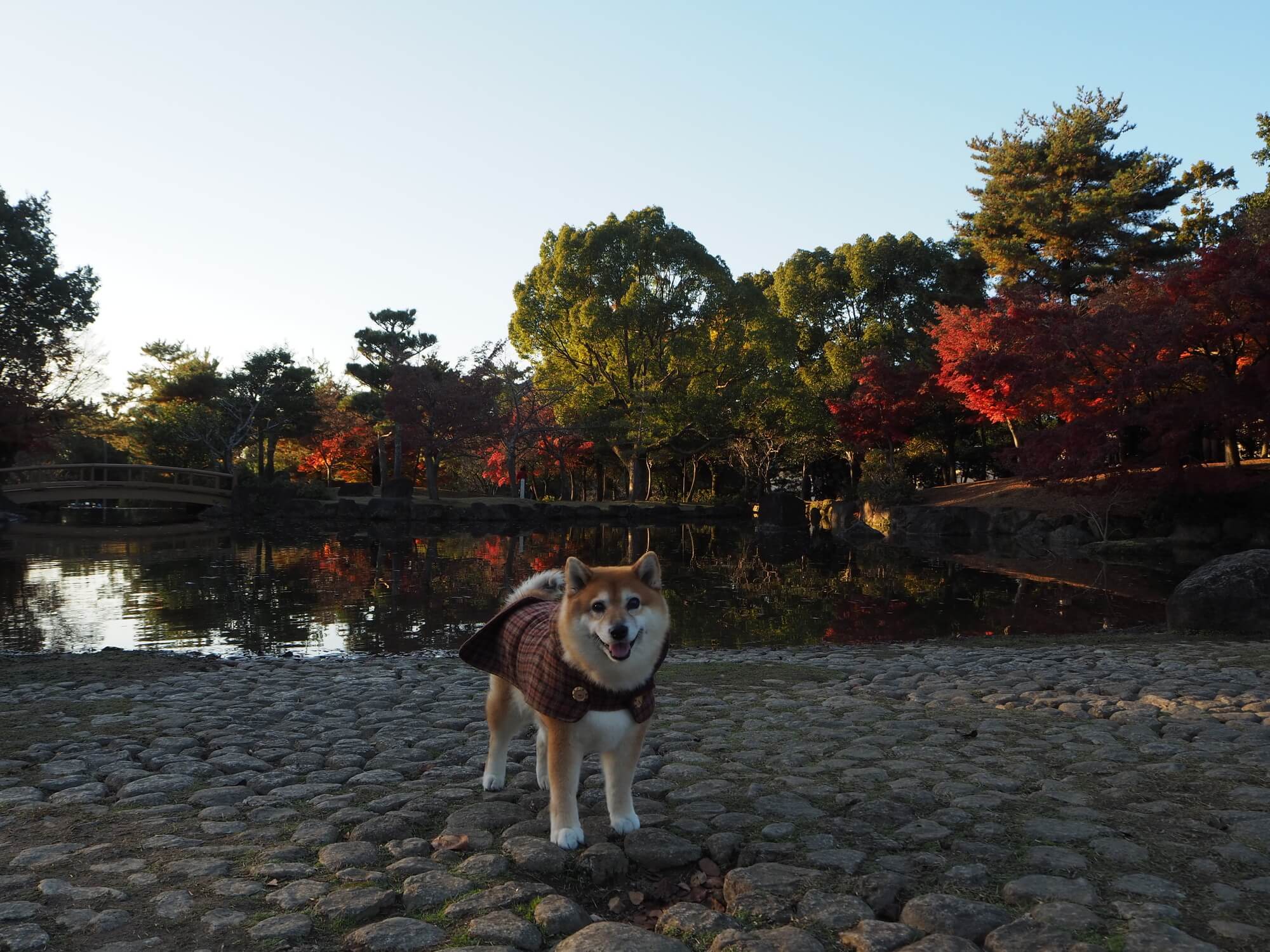 歴史と自然にあふれる奈良のドッグカフェを愛犬と楽しもう！